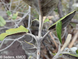 Image of Vitex betsiliensis Humbert