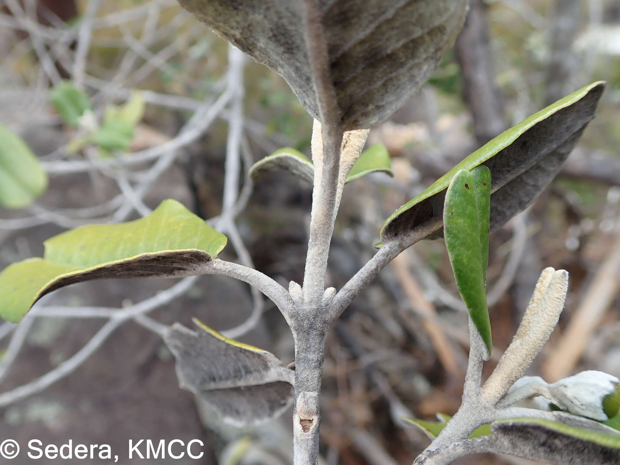 Image of Vitex betsiliensis Humbert