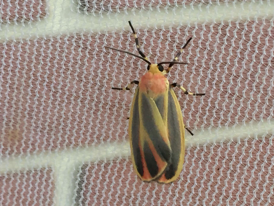 Image of Painted Lichen Moth