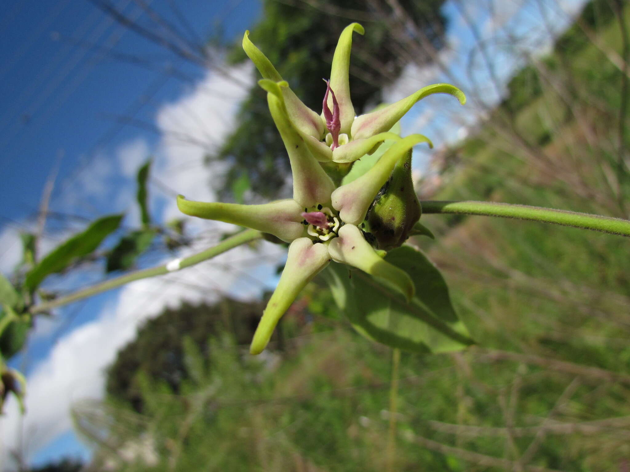 Image de Oxypetalum appendiculatum Mart.