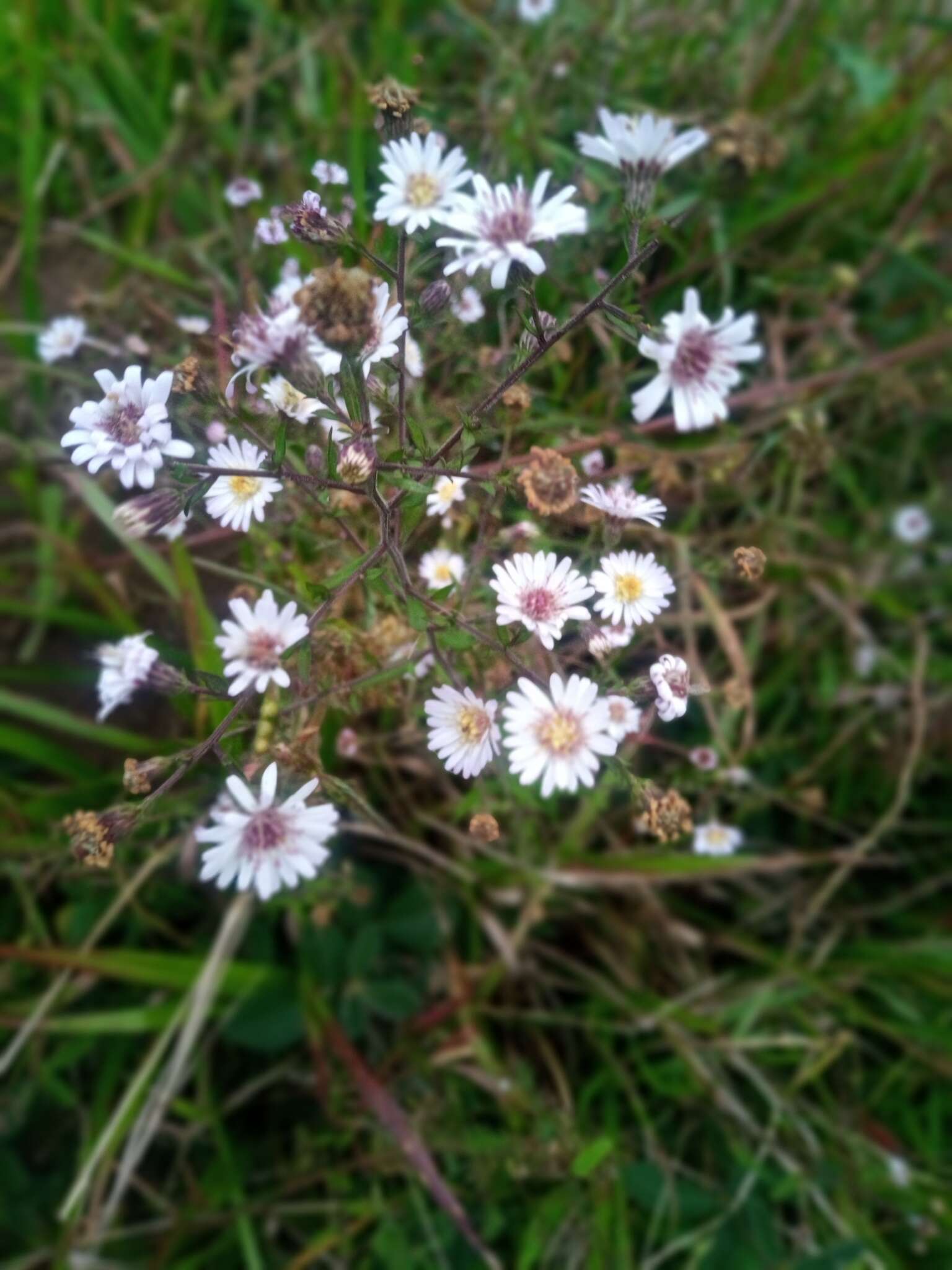 صورة Symphyotrichum schaffneri (S. D. Sundb. & A. G. Jones) G. L. Nesom