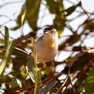 Imagem de Pardalotus rubricatus Gould 1838