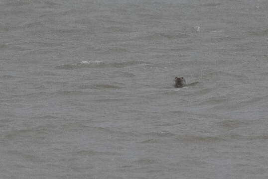 Image of bearded Seal