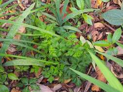 Image of Pacific Black-snakeroot