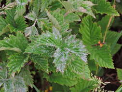 Image of Podosphaera filipendulae (Z. Y. Zhao) T. Z. Liu & U. Braun 2010