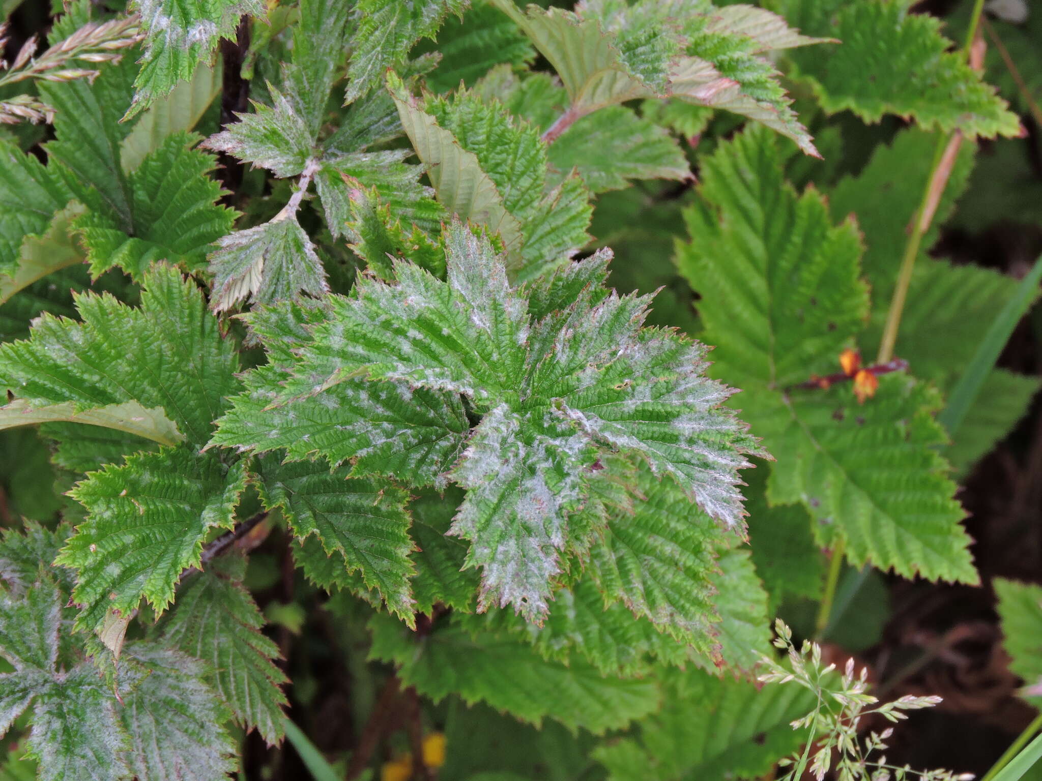 Podosphaera filipendulae (Z. Y. Zhao) T. Z. Liu & U. Braun 2010的圖片