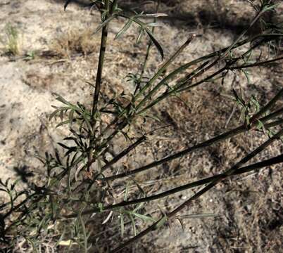 Image of Cosmos landii var. achalconensis T. E. Melchert