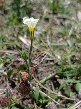 Image of Salpiglossis anomala (Miers) W. G. D' Arcy