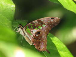 Image of Graphium agamemnon (Linnaeus 1758)