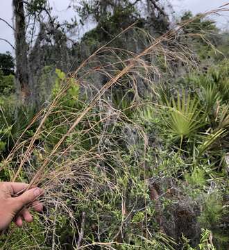 Imagem de Andropogon brachystachyus Chapm.