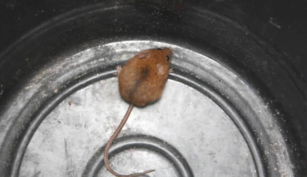 Image of Brants's African Climbing Mouse -- Brant's Climbing Mouse