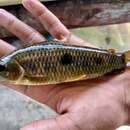 Image of Leporinus bahiensis Steindachner 1875