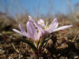 Image of Colchicum bulbocodium subsp. versicolor (Ker Gawl.) K. Perss.