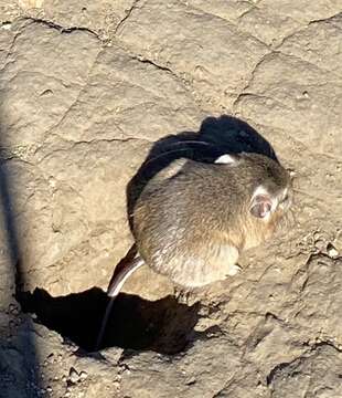 Image of Agile Kangaroo Rat