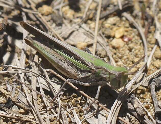 Froggattina australis (Walker & F. 1870) resmi