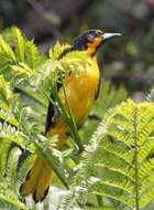 Image of Black-backed Oriole