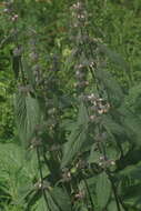 Image of Phlomoides alpina (Pall.) Adylov, Kamelin & Makhm.