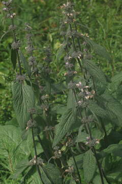 Image of Phlomoides alpina (Pall.) Adylov, Kamelin & Makhm.