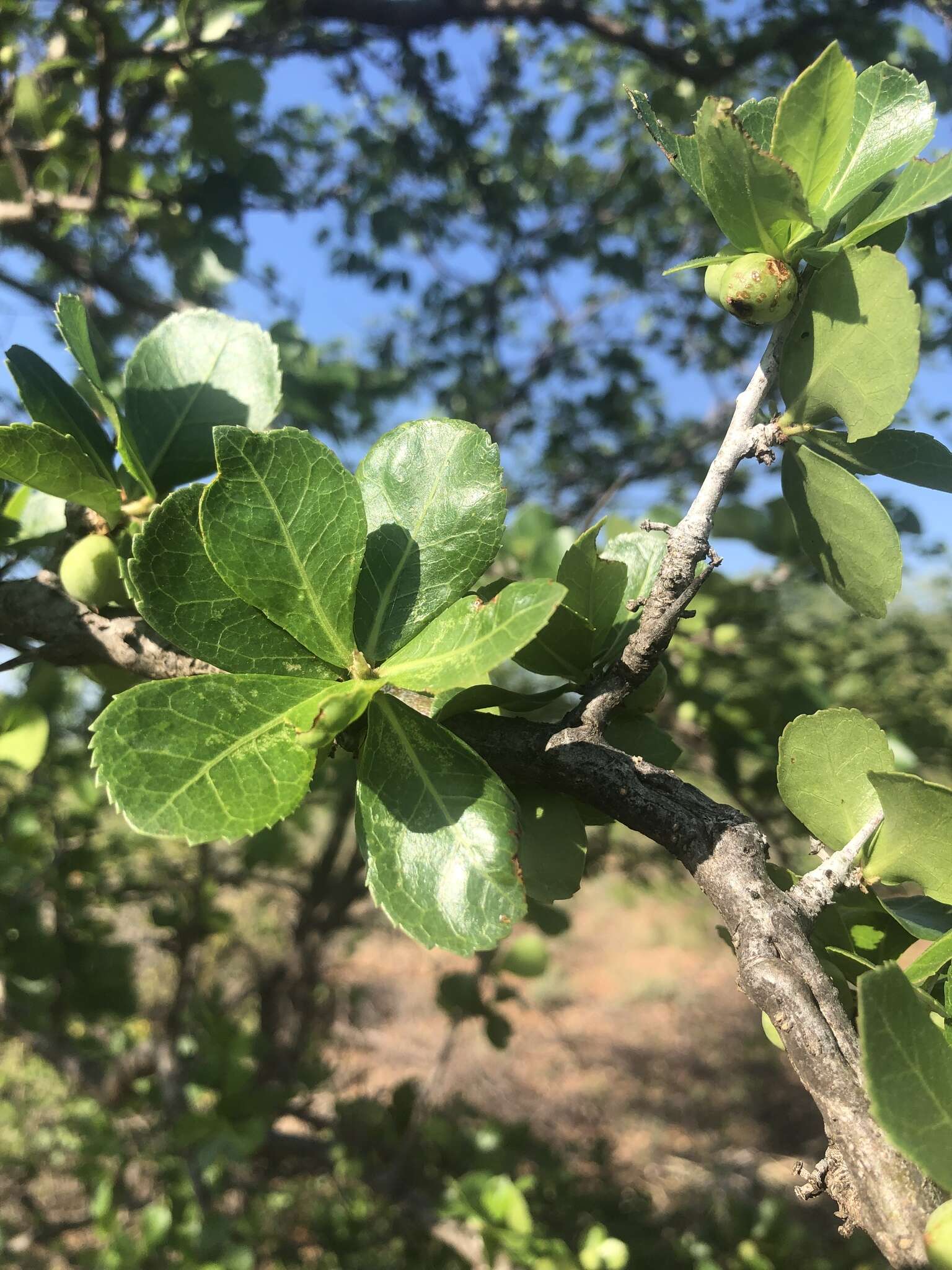 Plancia ëd Commiphora glandulosa Schinz