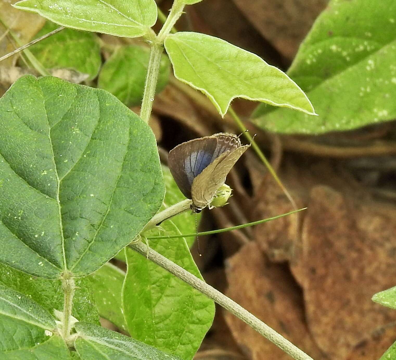 Image of Jamides phaseli (Mathew 1889)