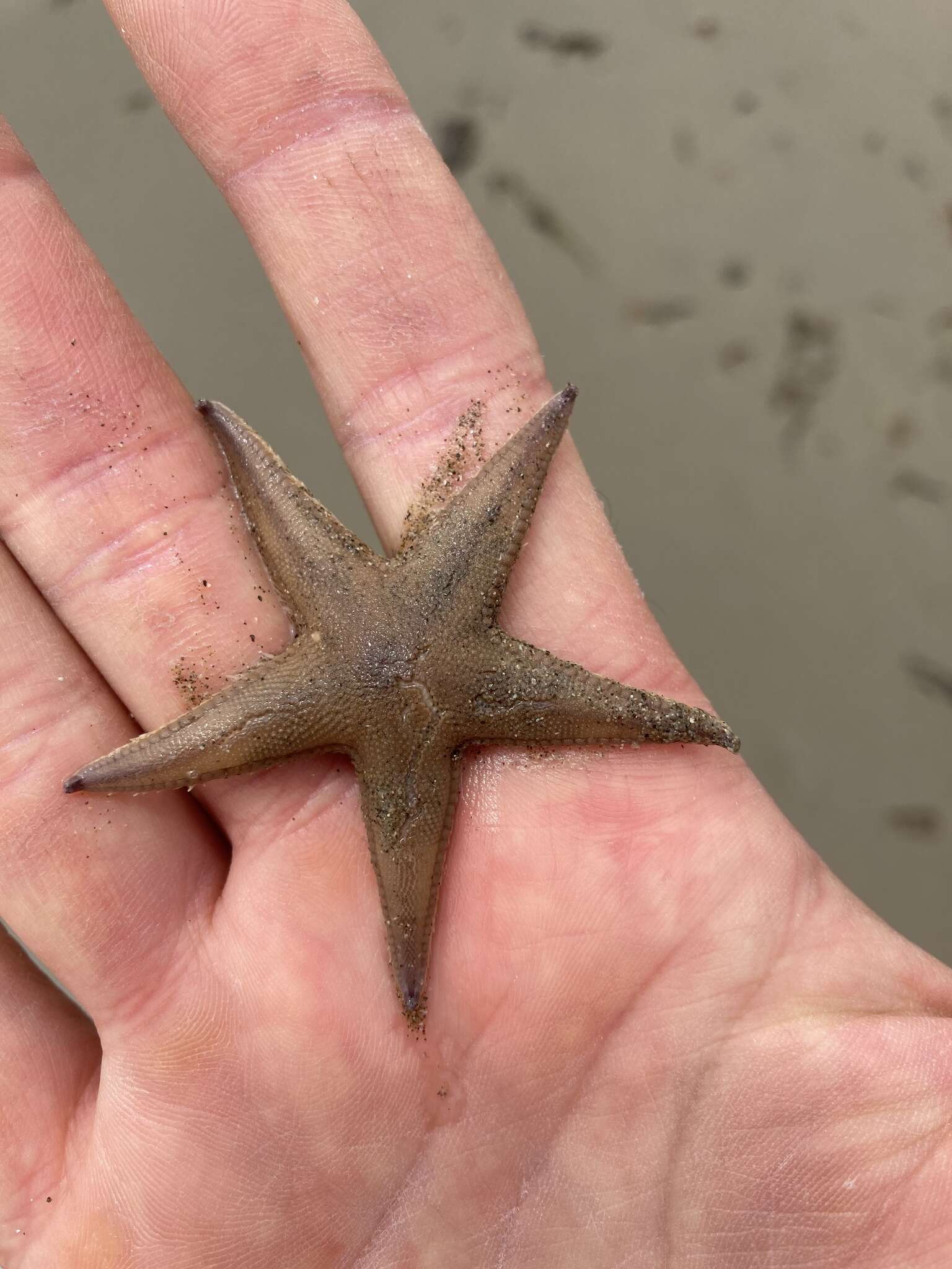 Image of Astropecten verrilli