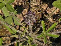 Image of subterranean Indian breadroot