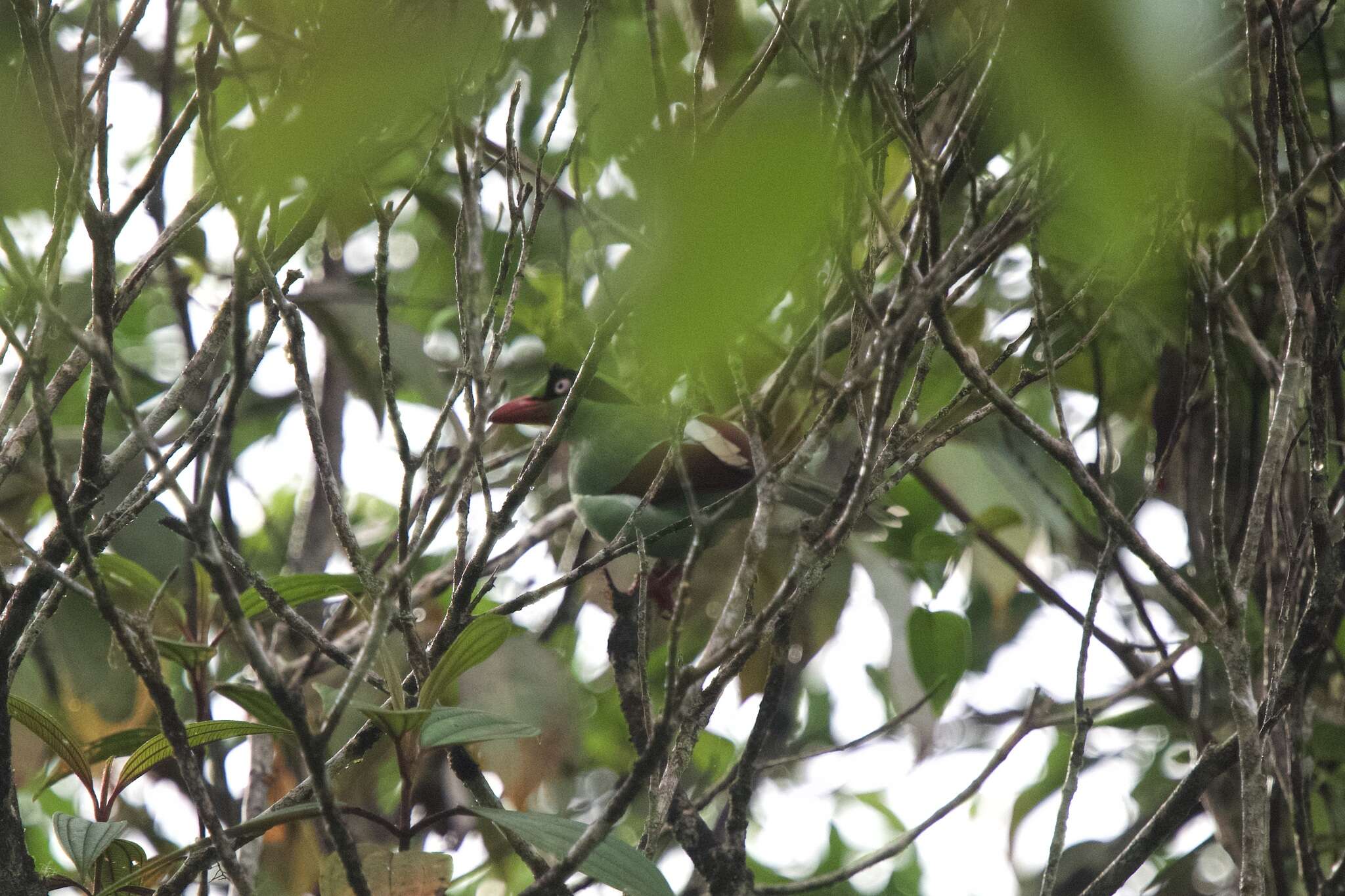 Image of Bornean Green Magpie