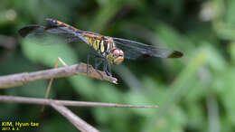 Image of Sympetrum infuscatum (Selys 1883)