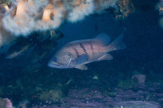 Acanthistius patachonicus (Jenyns 1840) resmi