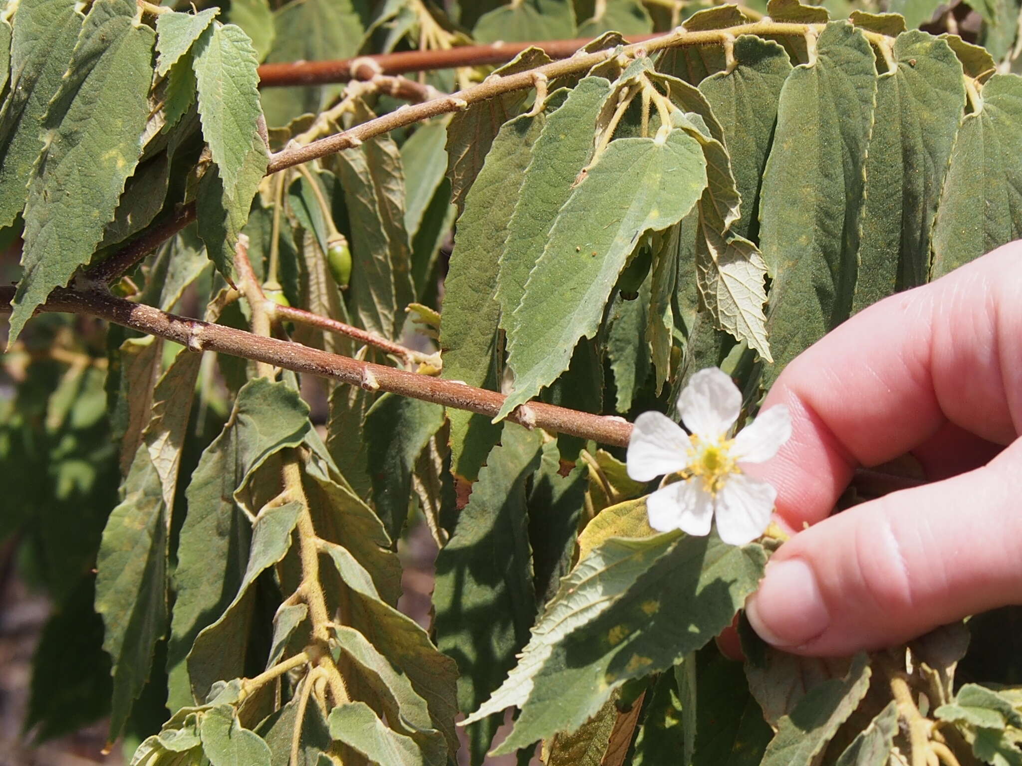 Image of muntingia