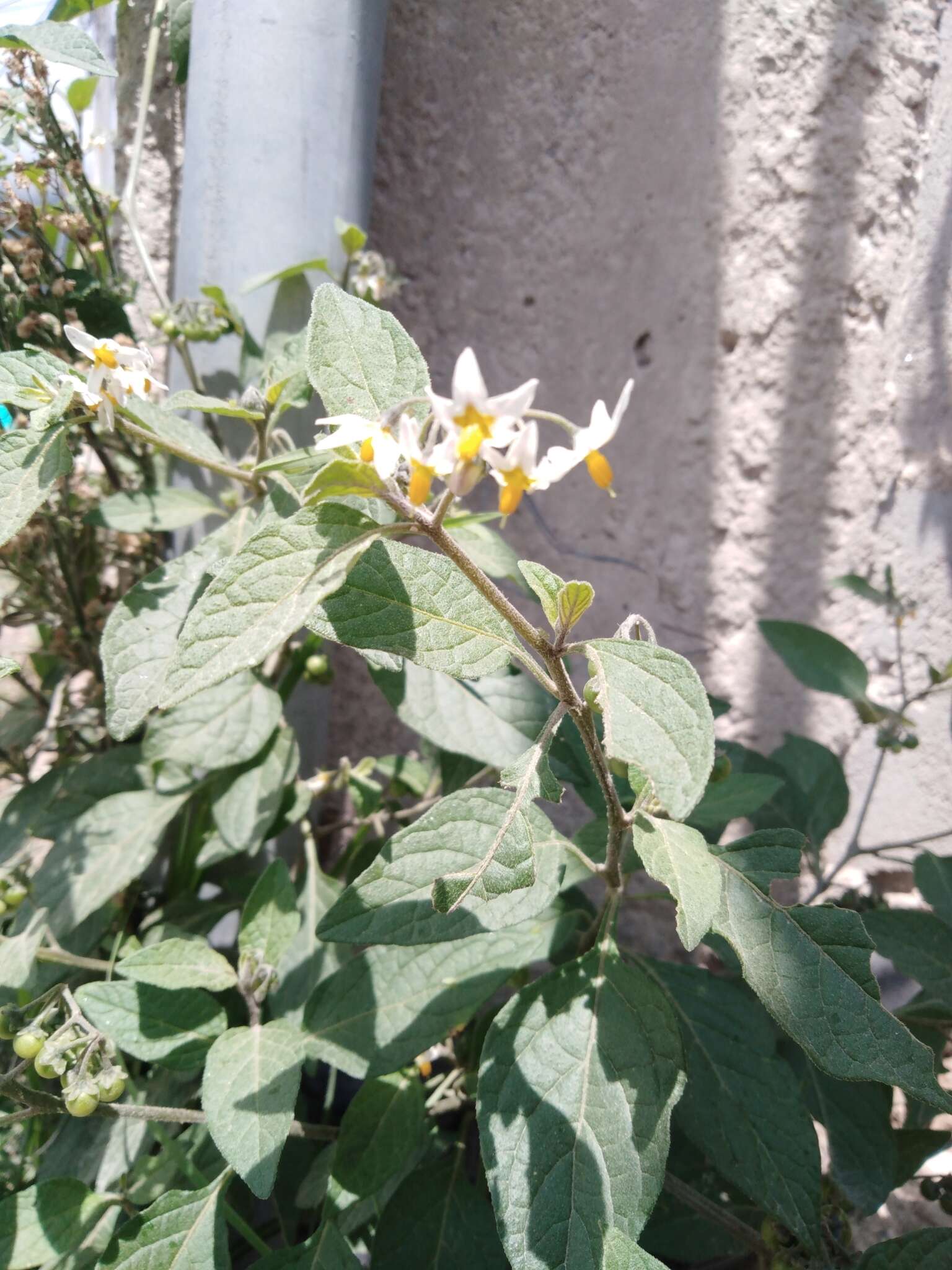 Plancia ëd Solanum nigrescens Mart. & Gal.