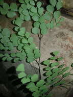 Image of fragile maidenhair