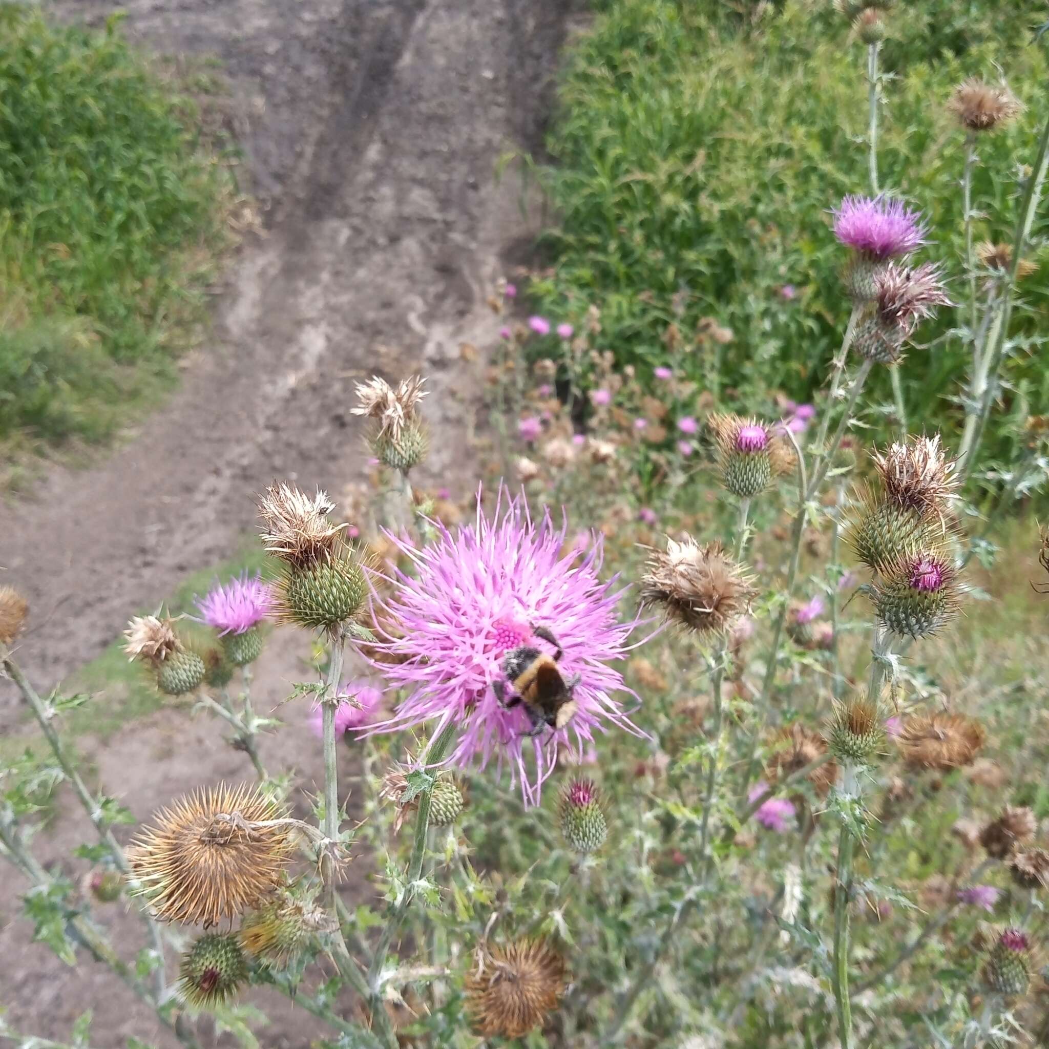 Image of Cirsium rhaphilepis (Hemsl.) Petr.