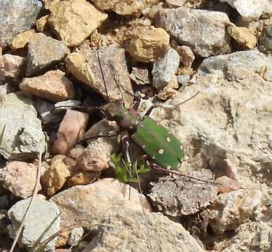 Image of Cicindela (Cicindela) campestris olivieria Brullé 1832