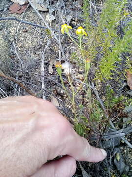 Image of Senecio burchellii DC.