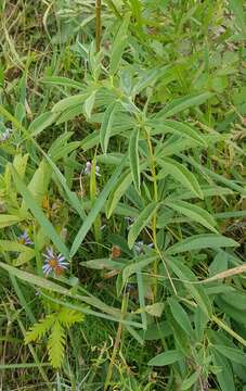 Image of Thermopsis dahurica Czefr.