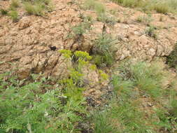 Image of Kalanchoe paniculata Harv.