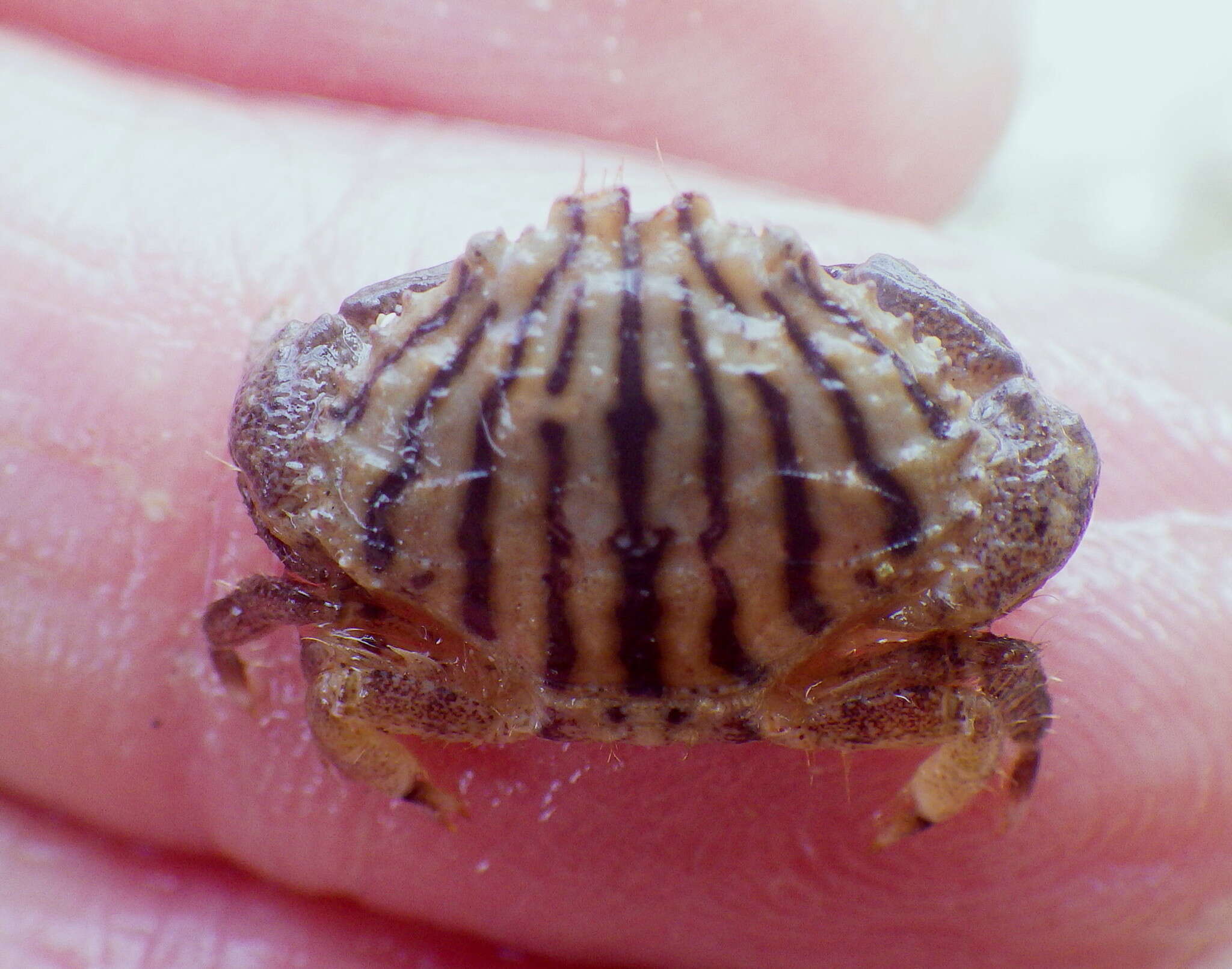 Слика од Cycloxanthops vittatus (Stimpson 1860)