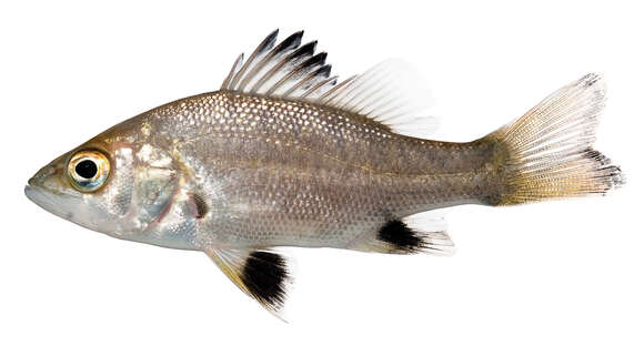 Image of Australian bass