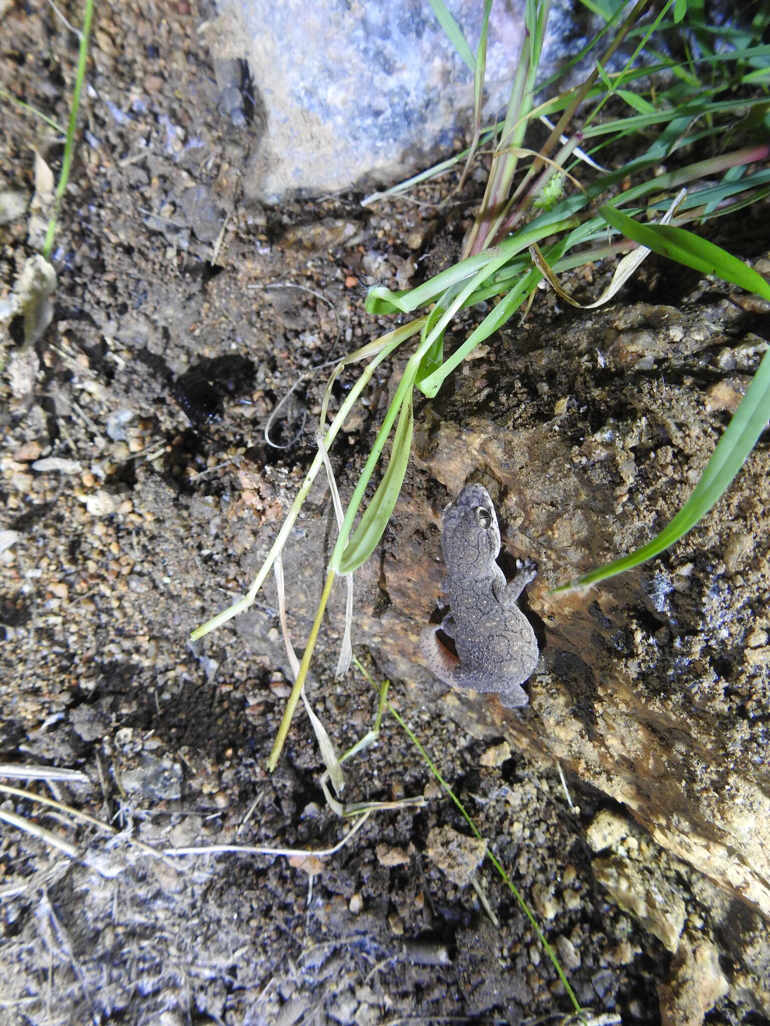 Image of Reticulate Leaf-toed Gecko