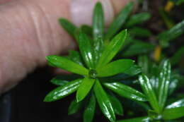 Image of <i>Anaphalioides subrigida</i>