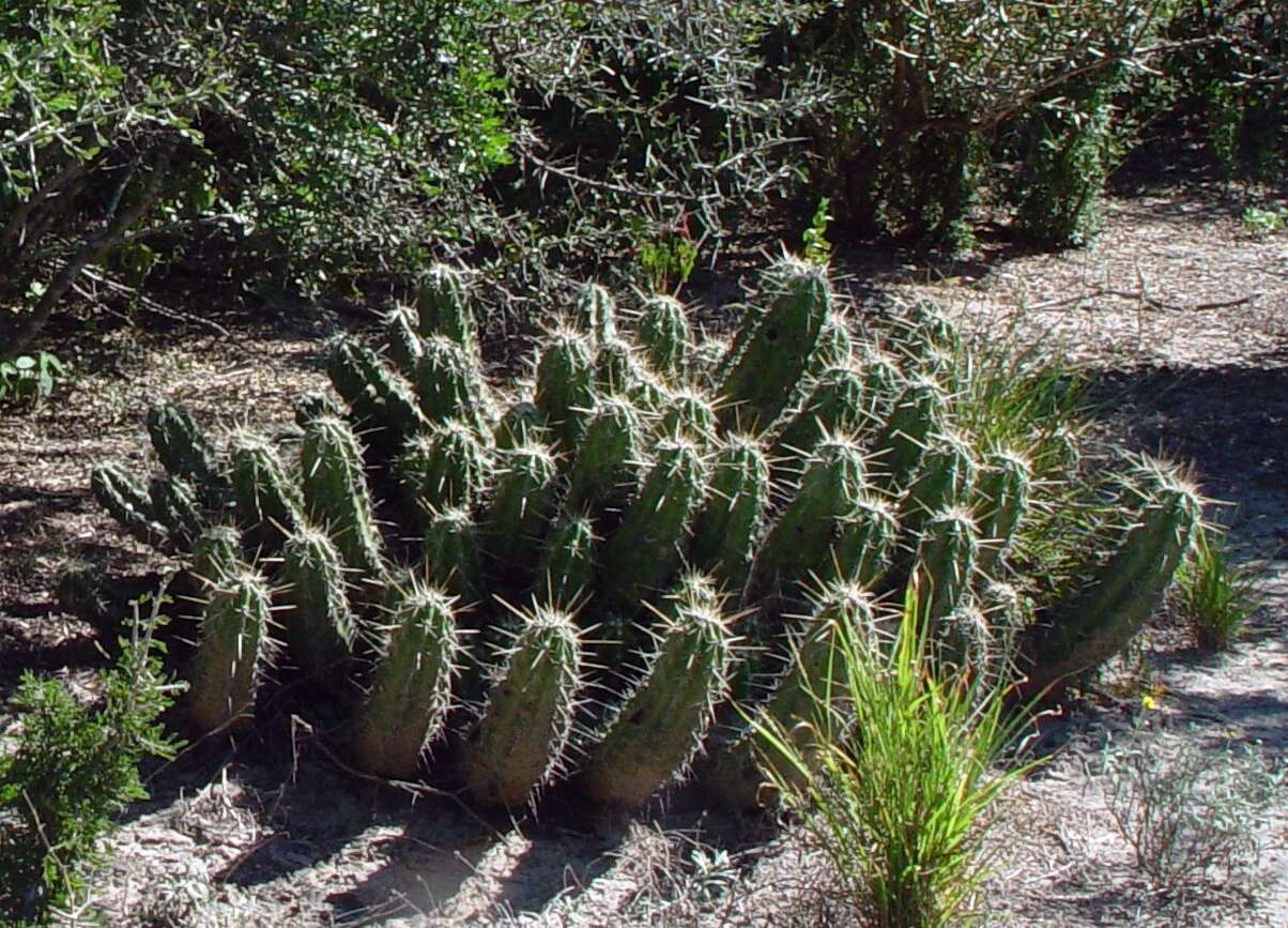 Image de Echinocereus enneacanthus subsp. brevispinus (W. O. Moore) N. P. Taylor