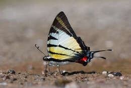 Sivun Graphium stratiotes (Grose-Smith 1887) kuva