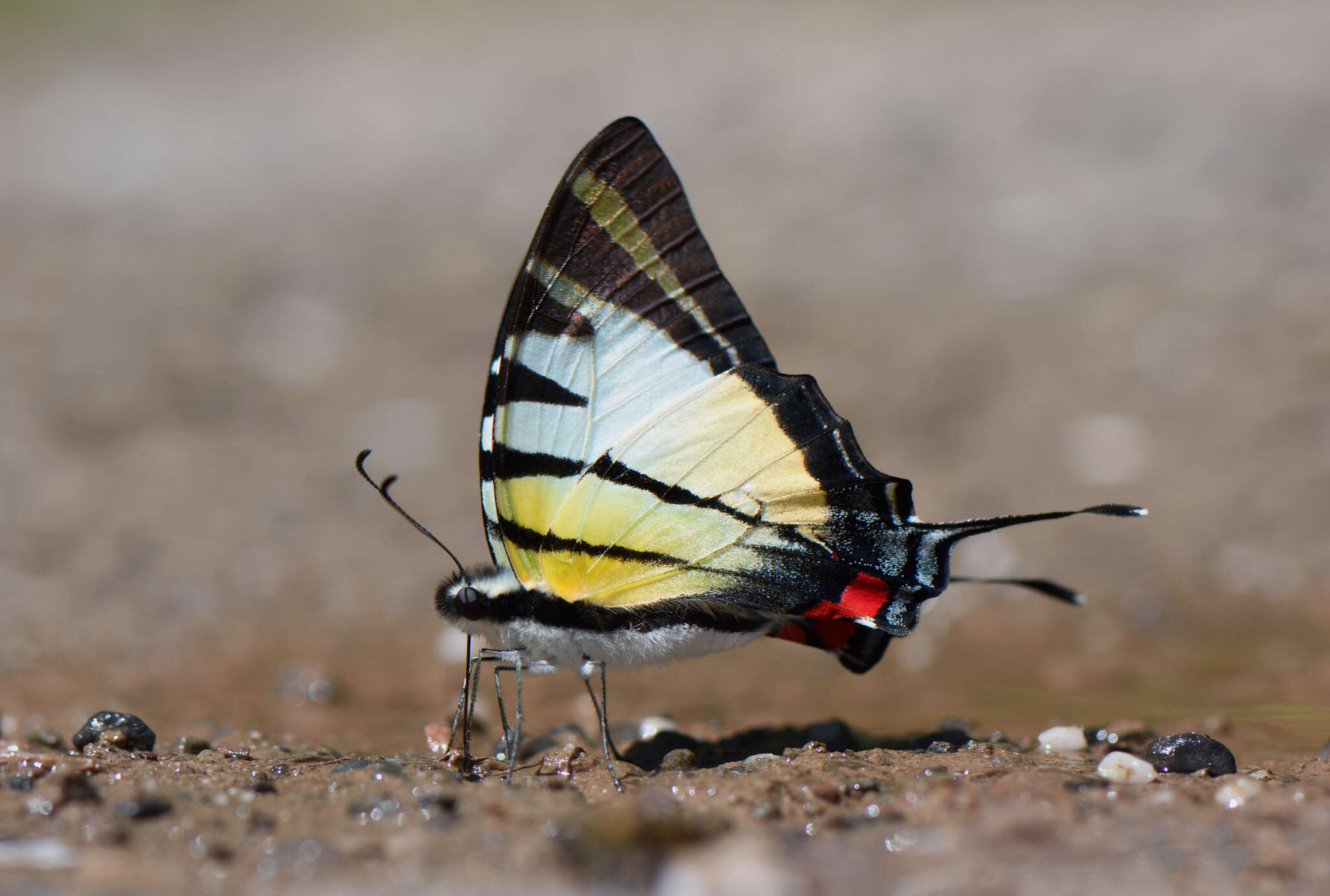 Sivun Graphium stratiotes (Grose-Smith 1887) kuva