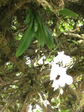 Imagem de Ionopsis utricularioides (Sw.) Lindl.