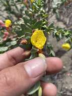 Image of Eulobus crassifolius (Greene) W. L. Wagner & Hoch