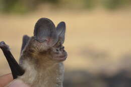 Image of Fulvus Leaf-nosed Bat