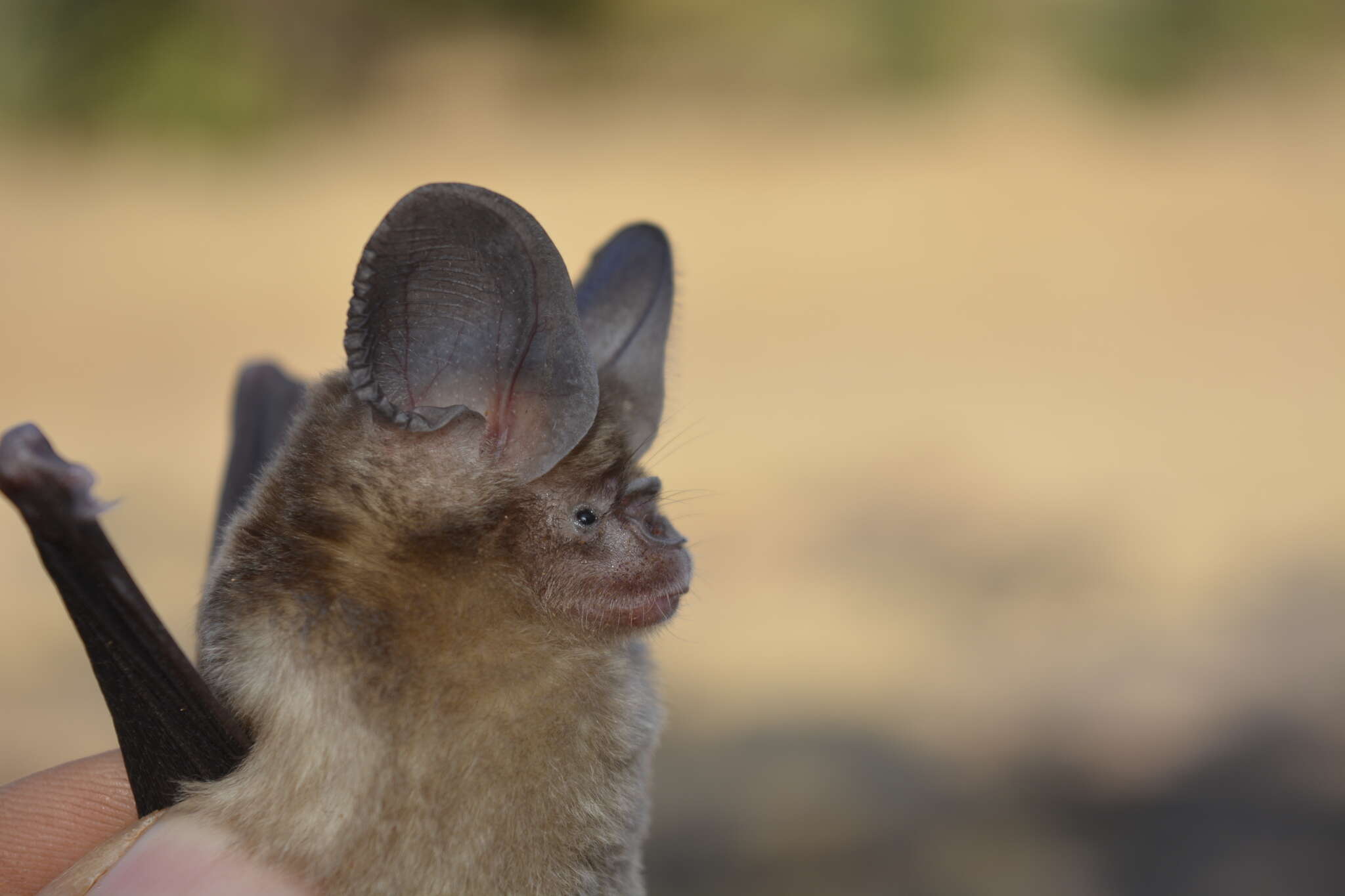 Image of Fulvus Leaf-nosed Bat