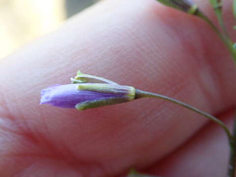 Image of Heliophila subulata Burch. ex DC.