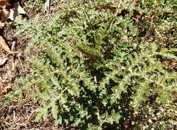 Plancia ëd Solanum sisymbriifolium Lam.